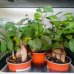 Ficus microcarpa (Fikus ženšenový) ‘GINSENG RETUSA’ - výška 15-20 cm, Ø 20-30 cm, kont. C1L Ficus microcarpa (Fikus ženšenový) ‘GINSENG RETUSA’ - výška 15-20 cm, Ø 20-30 cm, kont. C1L